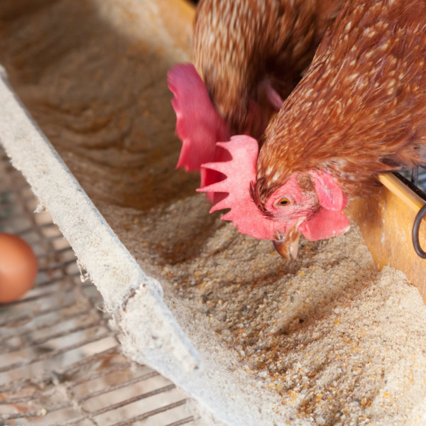 Backyard Chicken Farmers: Discover the Benefits of Fermented Feed With Bokashi Bran