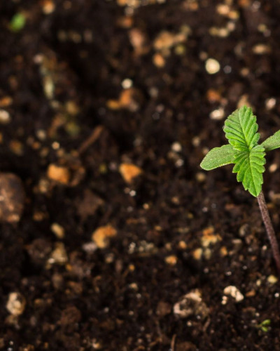 Enhancing Cannabis Plant Health with Bokashi Bran